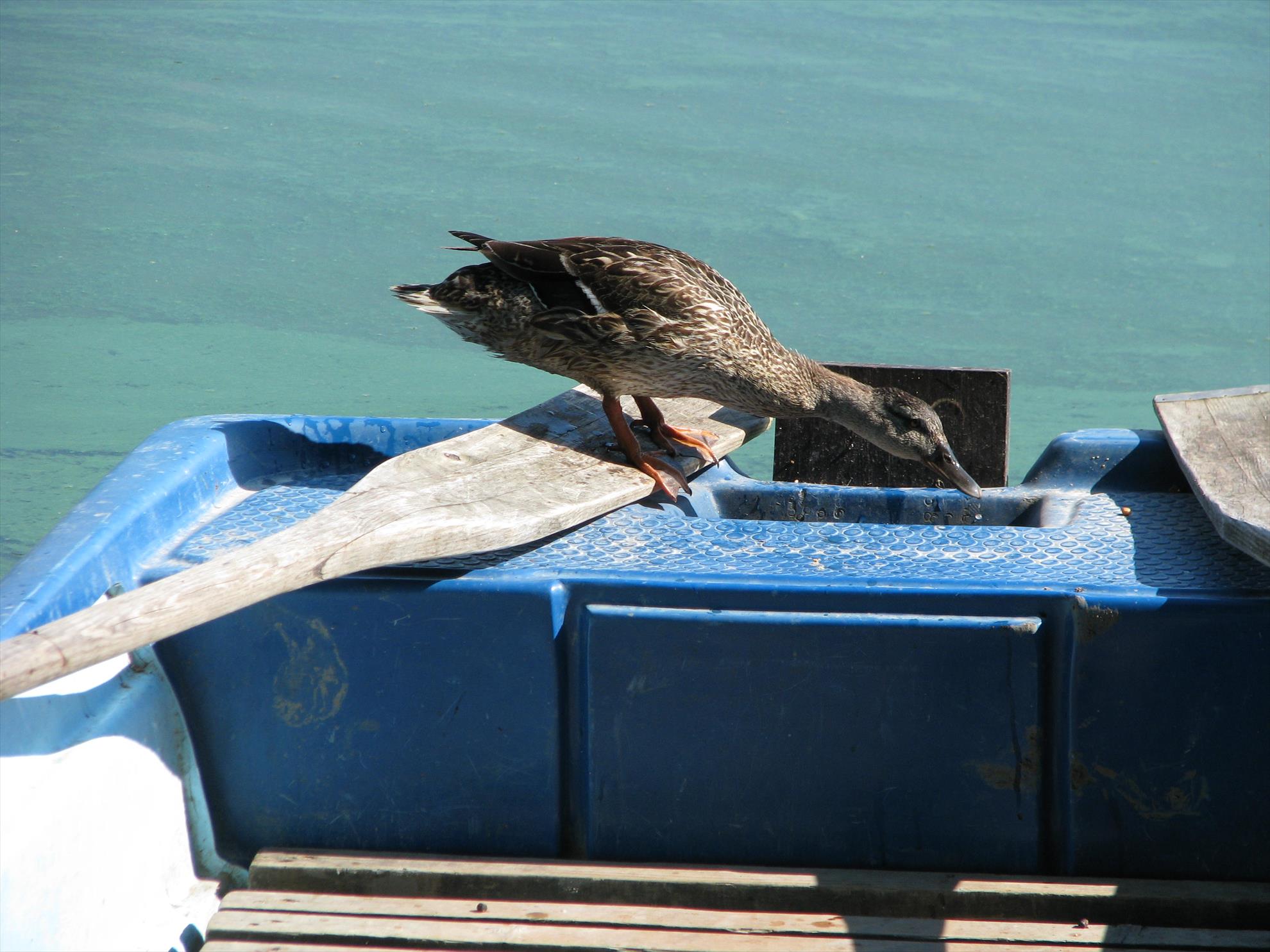 Harsany 22 - 27 iunie 2014 - img13681.JPG